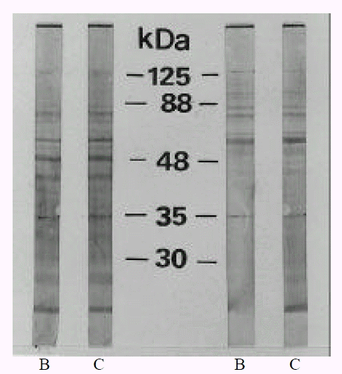 kjim-14-1-9-2f3.gif