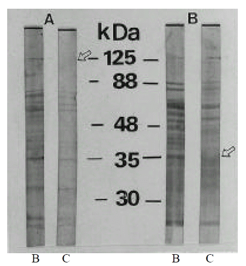 kjim-14-1-9-2f4.gif