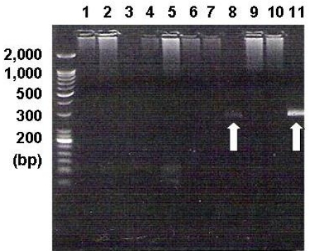 kjim-23-30-g003.jpg